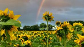  Uplifting Field of Hope sunflower field opens - important visitor information