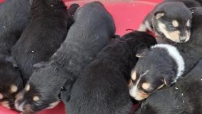 Considering the Commitments of Pet Ownership - Donegal Animals in Need 