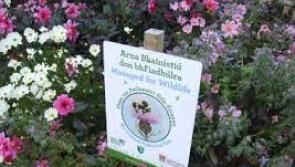 Moville Tidy Towns raising pollinator awareness