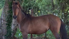 Gardaí seek owner of horse abandoned in Letterkenny field