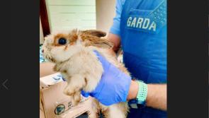 'Fast and funny' bunny taken into custody by Letterkenny gardaí

