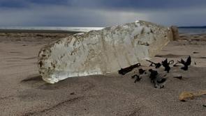 Latest coastal litter results do not reflect well on Donegal communities