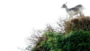 You must be kidding - residents startled to find goat at top of castle