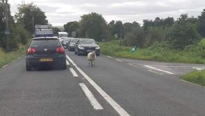 Sheep rules the road - ewe better believe it!