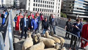Donegal freeman herds his sheep across London Bridge