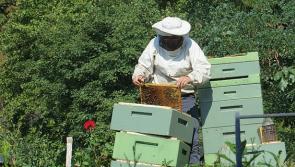 North West beekeepers creating a real buzz ahead of 'Honey Show' return 