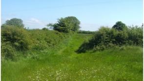 Teagasc: Help nature thrive on your farm alongside food production 