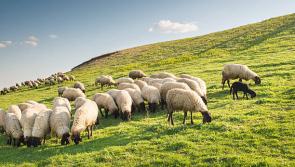 €2 million boost for Donegal sheep farmers

