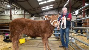 In Pictures: Stranorlar and Ballybofey Elite Livestock Mart 