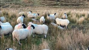 Investigation underway as 34 sheep go missing from Clogher, Barnesmore