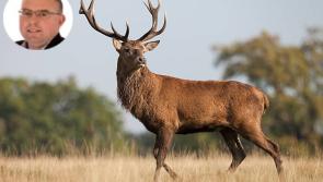Cull the deer and say no to bringing back the wolves says Falcarragh councillor