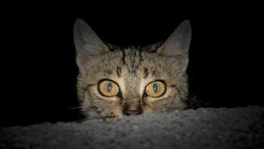 Animals In Need Column: Helping homeless cats to weather the cold snap