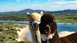 Green light for completion of works at Wild Alpaca Way

