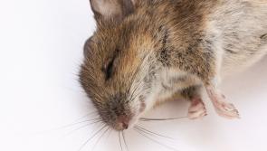 St Johnston cafe ordered to close after dead mouse and mouse droppings found