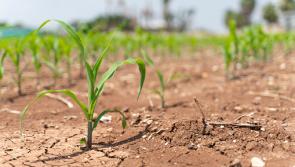 Minister McConalogue to address IFA Farming and Climate Summit 
