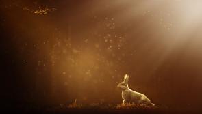 Submissions sought from Gaeltacht artists to mark Chinese Year of the Rabbit