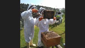 Big buzz ahead of Castlefin honey show