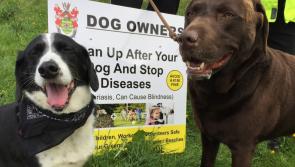 Council launches crackdown on dog fouling in Killybegs after complaints