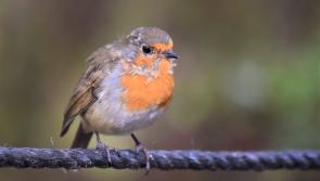 How some of our most common birds came to have their names