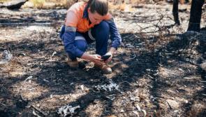 Donegal to get its first biodiversity officer before the end of this year

