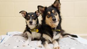 A family fun dog show a new part of the  Mary from Dungloe Festival
