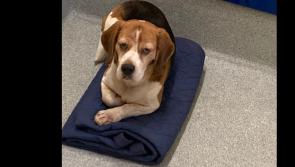 Gardaí are trying to reunite this little lost dog with its owner