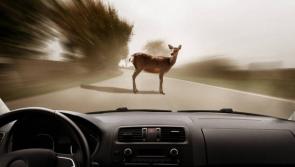 Deer causing problems for motorists near Kilcar



