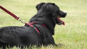 Plans for second pet crematorium in Donegal