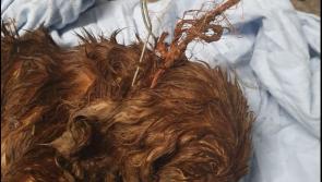 Three-year-old dog tied to gate was found dead by rescue workers 
