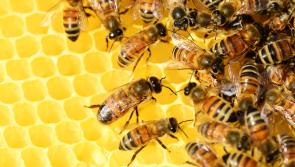 Ever fancied making your own honey?