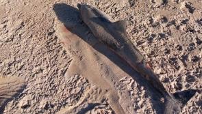  Body of young dolphin found washed up on Port Arthur beach 