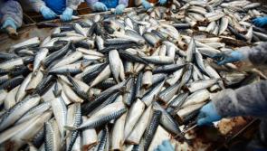 Brexit: Fishermen demand immediate access to the 'fund that got away'


