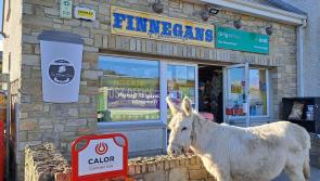 Phoebe the donkey pops 'In For The Messages'