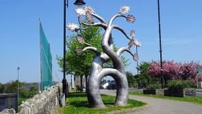 Ballybofey's Matrimonial Tree has seen better days!