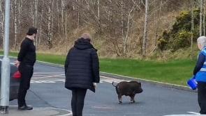 Runaway pig rescued in Donegal after large operation