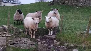 Attack on sheep leads to two ewes in lamb being killed 