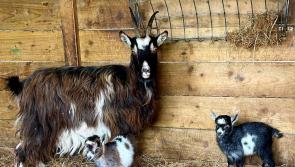 Highs and lows - new births lift the spirits at Wild Ireland after sad death