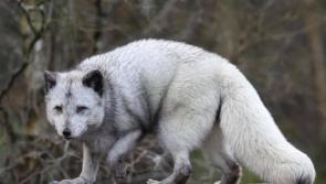 Wild Ireland announces sad death of animal that 'was a real character'