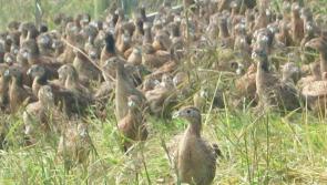 Hundreds of dead birds and animals at Donegal game farm