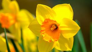 Column: My personal experience of why Daffodil Day matters so much