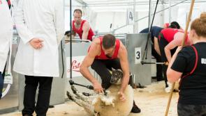 Clonmany Agricultural Show to host international sheep shearing championship