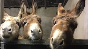  Donegal Donkey Sanctuary issues appeal to help save almost 100 animals

