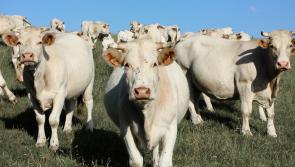 Four Charolais Heifers stolen in Kilmacrennan