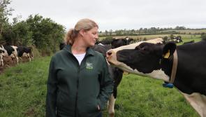 Irish dairy farming - An industry built on over 6,000 years of expertise
