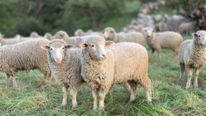 Forty sheep stolen from south Donegal mountain area 