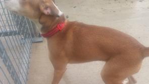 Donegal dog pound keen to reunite a number of dogs with their owners
