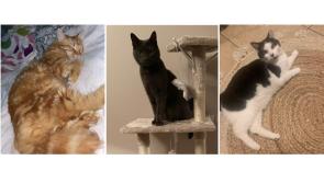 Animal charity says 'suspicious' number of cats missing in Donegal Town