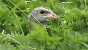 Listen: Would you recognise the call of a corncrake?