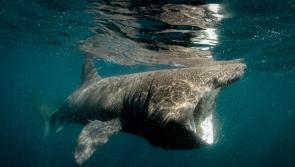 Donegal features prominently in first edition of Ireland’s Wild Islands 