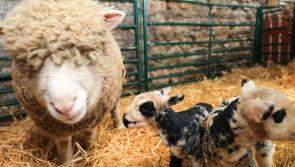 Excitement as Salthill Cabin's Dorris delivers twin lambs